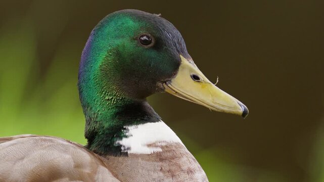 Detailed closeup profile view of handsome drake mallard duck in wetland