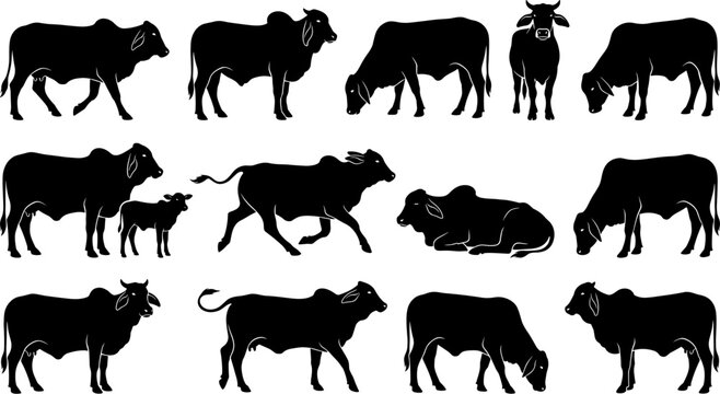 vector can editable Brahman zebu cattle silhouette herd in various pastoral poses