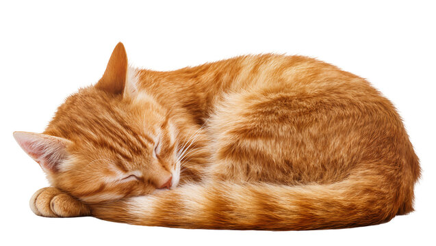 Orange tabby cat sleeping curled up