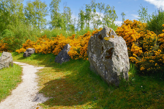 Menhir et ajoncs en fleur sur chemin des Highlands &eacute;cossais