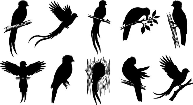 vector can editable Exquisite resplendent quetzal silhouettes showcasing long tail coverts and tropical avian grace