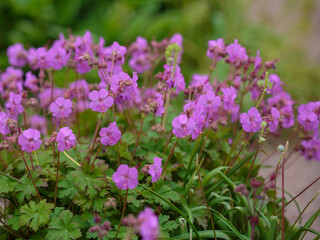 Fototapeta premium Purple flowers Geranium cantabrigiense Karmina bloom in the garden. Natural wallpaper