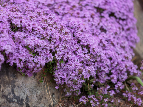 Creeping thyme ( Thymus serpyllum) is a species of perennial subshrubs of the genus Thyme. Thyme is a fragrant groundcover plant for an alpine slide.