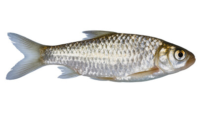 Obraz premium Silver fish with scales and fins