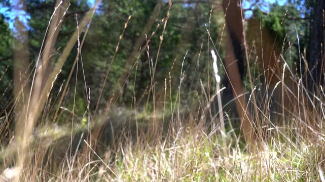 Grass in wind with bokeh forest background, soft focus nature