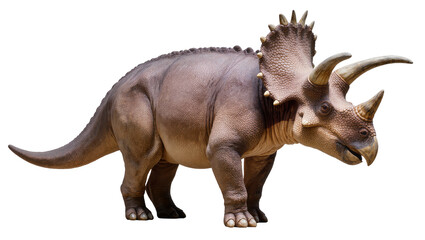 Fototapeta premium Triceratops dinosaur with horns and frill, side view