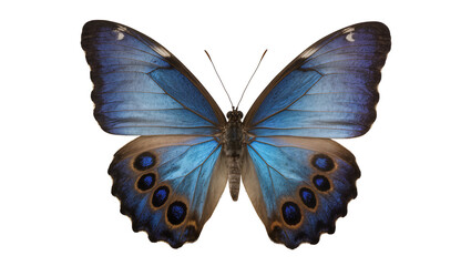 Blue Morpho Butterfly with iridescent wings and eye spots © Paul
