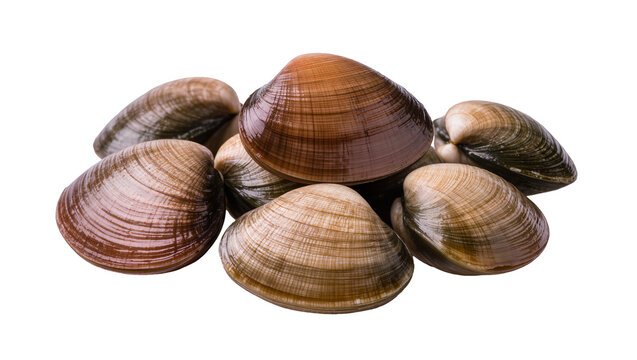 Pile of fresh raw clams with brown and green shells