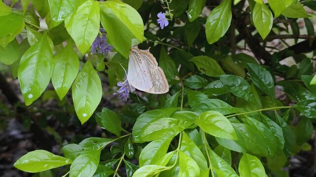 Stunning Tropical butterfly in garden rests gracefully on green leaves. This large Tropical butterfly in garden features intricate grey wing patterns, blending into beautiful purple blossoms.