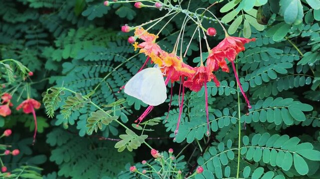 Bright Yellow butterfly on red flowers flutters in a sunny tropical garden. This lovely Yellow butterfly on red flowers creates a striking color contrast against rich, dense green leaves.