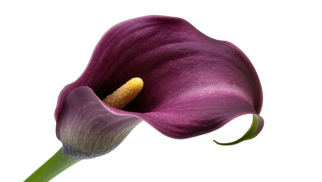 Deep purple Calla Lily flower with yellow spadix and green stem