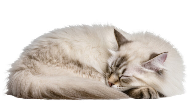 Fluffy Siberian Cat Sleeping Curled Up