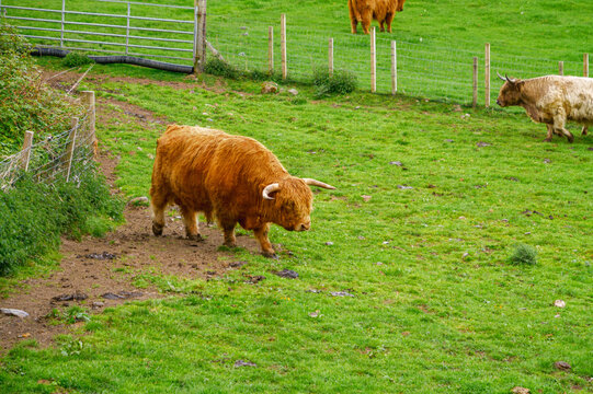 Vaches Highland dans les Highlands &eacute;cossais pr&egrave;s du Loch Ness