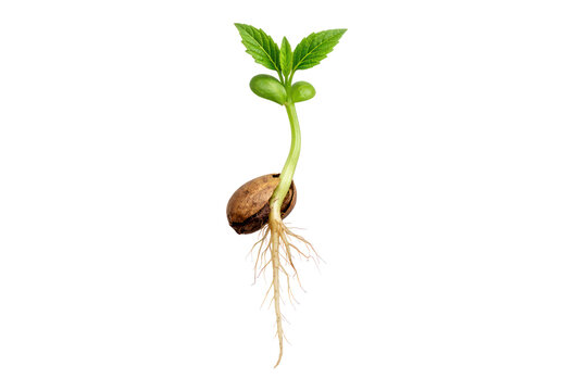 Green seedling sprout with roots, germinating seed and young plant growth, botanical ecology concept for agriculture isolated PNG with Transparent Background