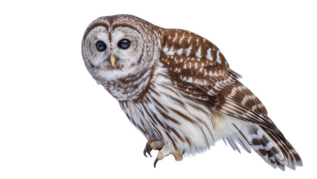 Barred owl with brown and white plumage looking to the side