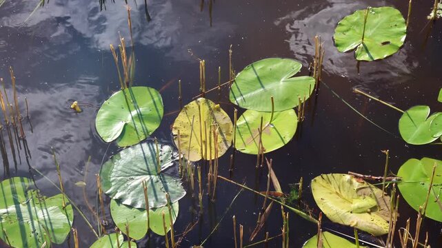Water lily leaves gently floating on pond surface
