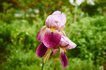 Kosaciec bródkowy , irys, Iris L. © Marcin Łazarczyk