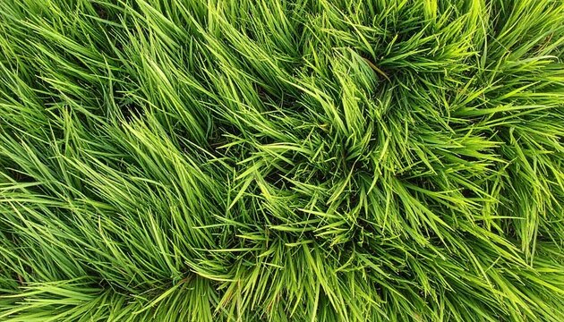 Close‑Up Lush Green Grass Blades