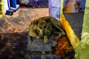Dog in the zoo of chaouen © Sidoniya