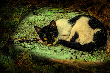 cat in the grass of chaouen © Sidoniya