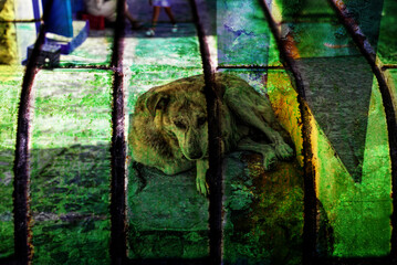 Dog in the zoo of chaouen © Sidoniya