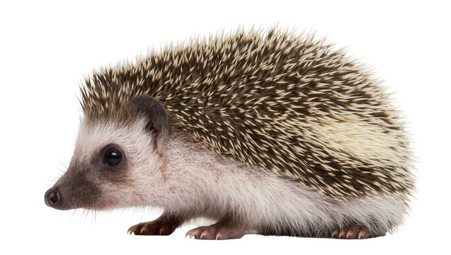 African pygmy hedgehog with spiky quills and soft fur