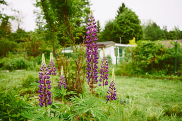 Łubin trwały, Lupinus polyphyllus L. © Marcin Łazarczyk