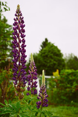 Łubin trwały, Lupinus polyphyllus L. © Marcin Łazarczyk