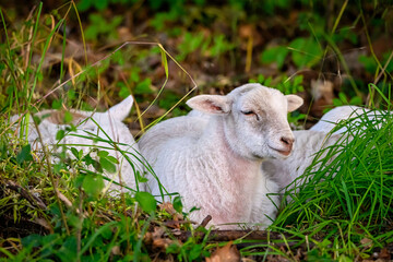 Obraz premium sleeping sheep in the meadow