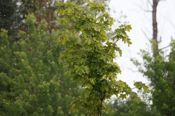 Fototapeta premium Maple branches covered in rain during a gloomy weather event