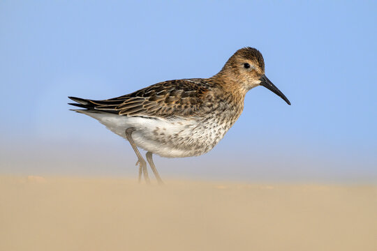 Dunlin - first year juvenile bird in moult plumage