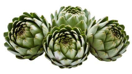 Fototapeta premium Group of fresh green artichokes with layered petals