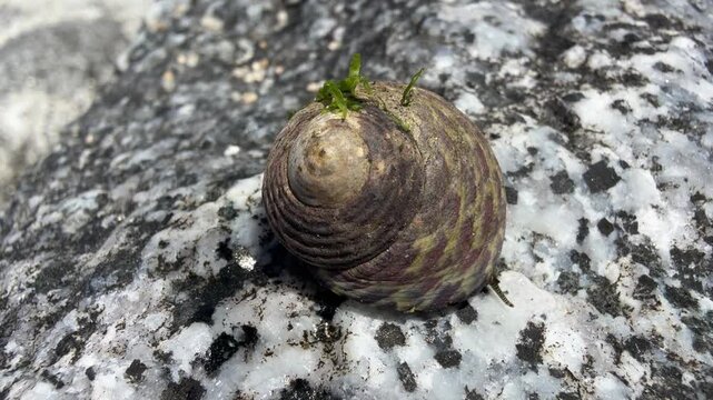Caracola de mar con algas en su caparaz&oacute;n en movimiento
