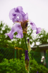 Kosaciec, irys, Iris L. © Marcin Łazarczyk