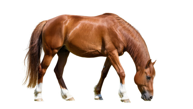 Brown horse with white socks grazing on white
