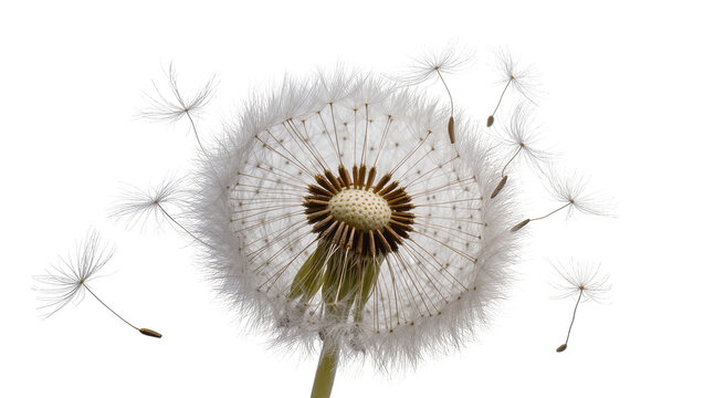 Dandelion seed head with flying seeds