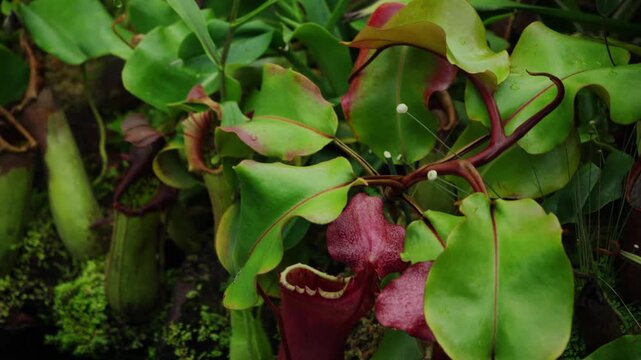 Carnivorous tropical pitcher plant nepenthes growing