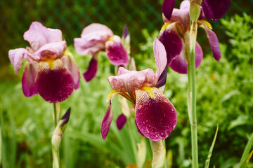 Kosaciec bródkowy , irys, Iris L. © Marcin Łazarczyk