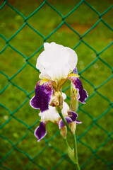 Kosaciec, irys, Iris L. © Marcin Łazarczyk