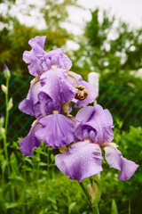 Kosaciec, irys, Iris L. © Marcin Łazarczyk