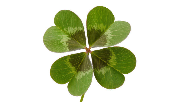Four leaf clover green plant with dark markings