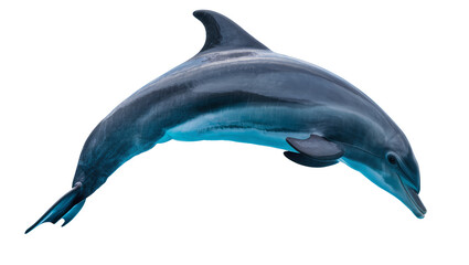 Fototapeta premium Dolphin swimming with sleek body and fins