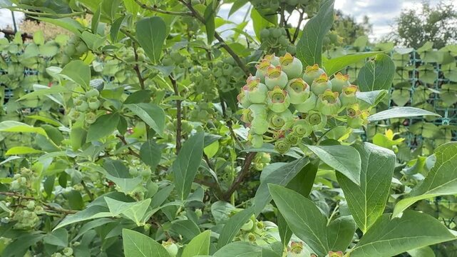 Close-up video of green unripe blueberries growing on a blueberry bush in a home garden. Young berries gently moving in the wind as they mature during the growing season. A gardener inspects healthy b
