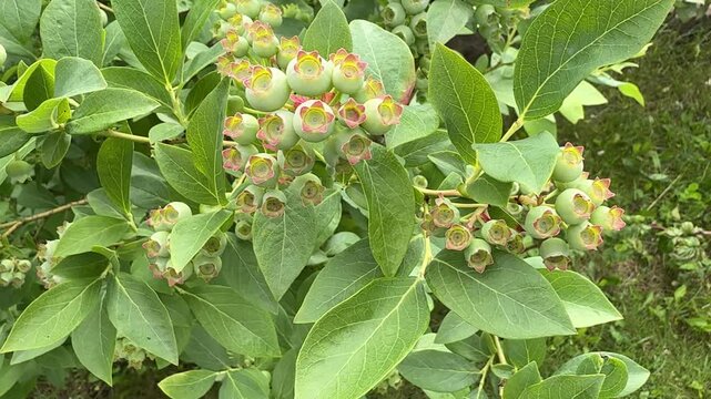 Close-up video of green unripe blueberries growing on a blueberry bush in a home garden. Young berries gently moving in the wind as they mature during the growing season. A gardener inspects healthy b