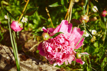 Piwonia, Paeonia L. © Marcin Łazarczyk