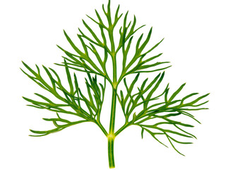 Obraz premium Green dill herb sprig with feathery leaves