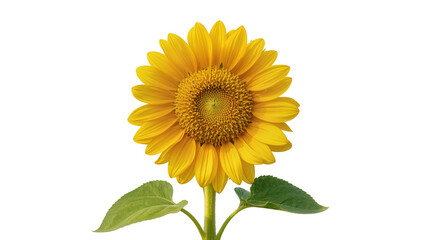 Obraz premium Bright yellow sunflower with green leaves on white