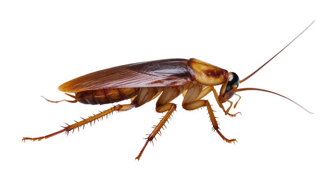 American cockroach insect with long antennae and brown wings