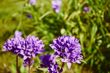 Dzwonek skupiony,Campanula glomerata L. © Marcin Łazarczyk