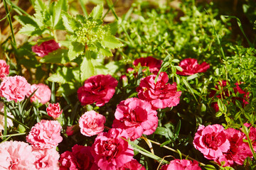 Goździk ogrodowy, Dianthus caryophyllus L. © Marcin Łazarczyk